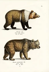 Europäischer Braunbär, 1824